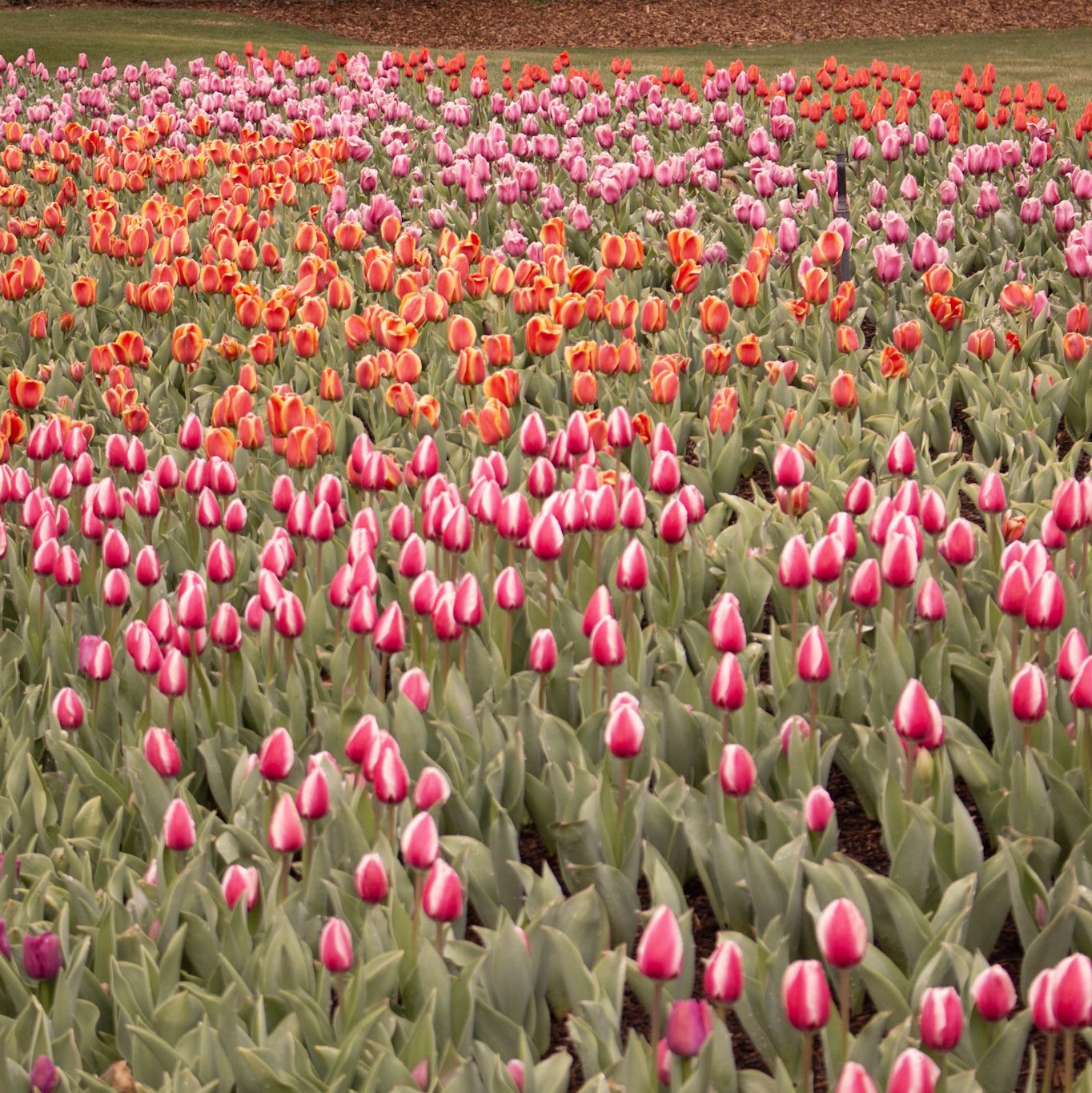 Large planting of tulips in reds and yellows.